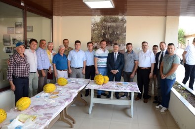 Kırkağaç'ta 'En Güzel Kavunlar' Yarıştı