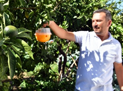 Sığacık'ta Meyve Ağaçlarına Tuzaklı Koruma