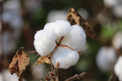 Yerli Pamuk İthal Pamuğun Önüne Geçemiyor