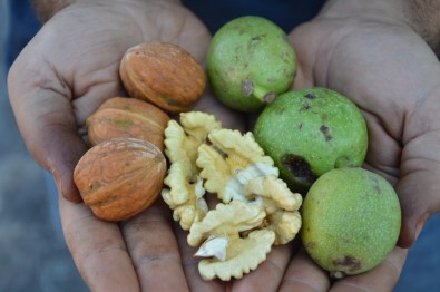 10 Dakikada 200 Kilo Ceviz Kabuğu Soyuyor