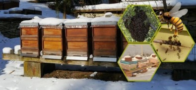 Bal Hasadından Hemen Sonra Arılara Kış Bakımı Yapılmalı