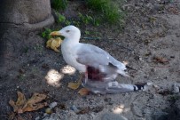 İHLAS - Gazeteci, Yolda Bulduğu Yaralı Martıyı Kurtardı