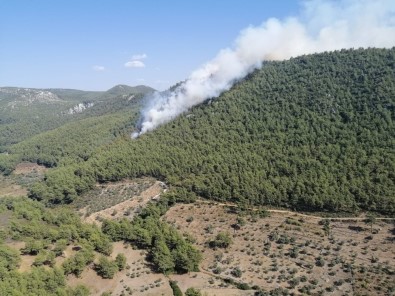 Milas'ta Orman Yangını