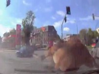 SÜRÜCÜ KURSU - Polonya'da Geyikten Sürücü Adayına Unutamayacağı Sürüş Dersi