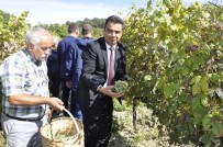 FATIH ÜRKMEZER - Safranbolu'da 'Bağ Bozumu'