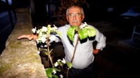MEHMET YAVUZ - Sarıgöl'de Armut Ağacı Eylül Ayında Çiçek Açtı