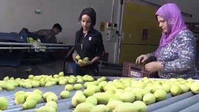 Turunçgil İhracatında Yüzde 10'Luk Artış Hedefi