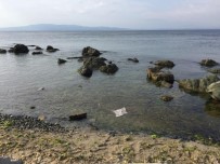 ZIPKIN - Zıpkınla Öldürülen Vatoz Balığı Kıyıya Vurdu