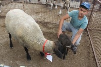 5. Manyas Süt Ürünleri Festivali Sona Erdi