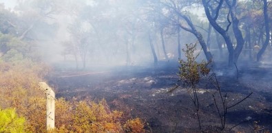Ayvalık'ta Orman Yangını