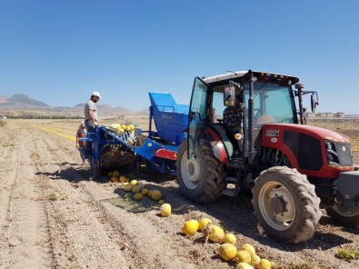 Develi'de Kabak Çekirdeği Hasadı Başladı