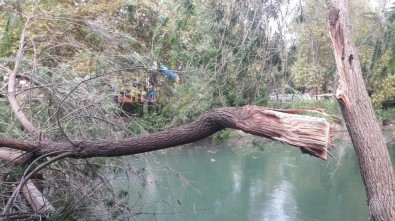 Kozan'da Fırtına Ağaçları Devirdi