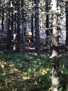Kütahya'da Orman Yangını