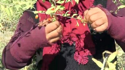 Aksaray'dan Avrupa Ülkelerine 'Goji Berry' Gönderiyor