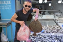 KALKAN BALIĞI - Balıkçıların Yüzü Kalkan Balıklarıyla Güldü