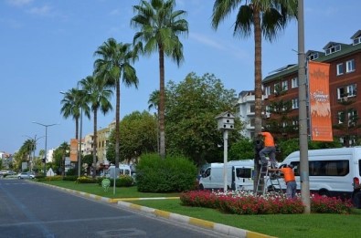 Büyükşehir'den Kırmızı Palmiye Böceği Mücadelesi