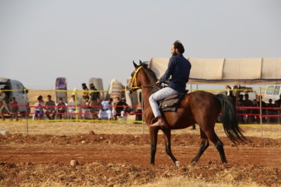 El Bab'da At Yarışı Coşkuyla İzlendi