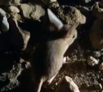 Kanguru Faresine Benzeyen Arap Tavşanı Görüntülendi