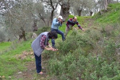 Bandırma'da 144 Bitki Çeşidi Tıbbi Amaçla Kullanıyor