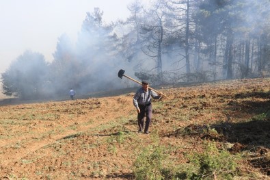 Bolu'da Orman Yangınında 10 Dönümlük Alan Zarar Gördü