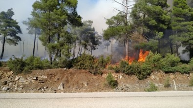 Bursa'da Orman Yangını...Çam Ağaçları Yanıyor