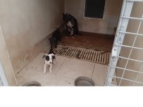 PİTBULL - Pitbull Terrier Cinsi Köpek Ve Yavrularına El Konuldu