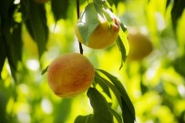 Rusya'ya Şeftali İhracatını İki Kat Hızlandıracak Analiz Desteği