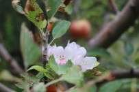 MUSTAFA KORKMAZ - Sonbahar'da Erik Ve Armut Ağacı Çiçek Açtı