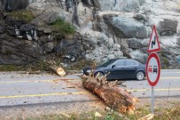 ZIGANA DAĞı - Zigana Dağı'nda Yola Düşen Ağaç Gümüşhane-Trabzon Karayolunu Ulaşıma Kapattı