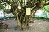KENDIRLI - 370 Yıllık Kızılcık Ağacı Yıllara Meydan Okuyor