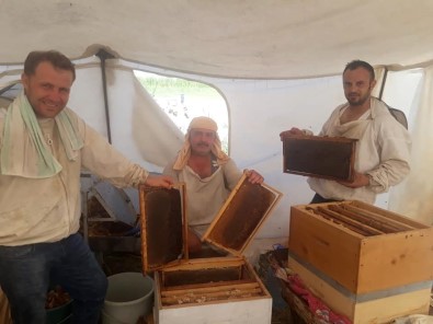 Buldan'ın Arıları Muğla'ya Taşınıyor