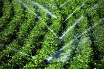 BADEMLI - Ege'nin Sularına Elektronik Takip