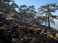Eskişehir'de Orman Yangını Haberi