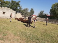 Iğdır'da Küçükbaş Hayvan Hırsızlığı