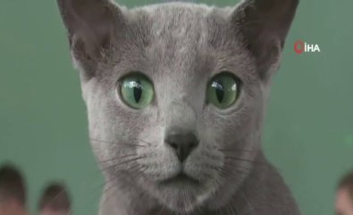 Kediler Polonya'da Yarıştı