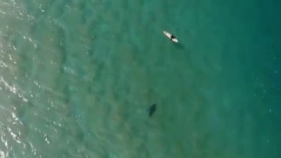 Köpek Balığı Saldırısını Drone İle Engelledi
