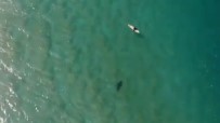 KÖPEK BALIĞI - Köpek Balığı Saldırısını Drone İle Engelledi