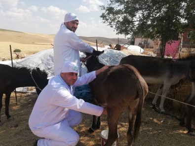 Mardin'in Ödüllü Eşek Sütü Sabunu 27 Ülkeye İhraç Ediliyor