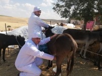 EŞEK SÜTÜ - Mardin'in Ödüllü Eşek Sütü Sabunu 27 Ülkeye İhraç Ediliyor