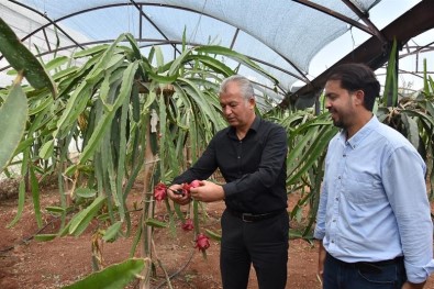 Mersin'de Pitaya Üretimi Yaygınlaşıyor