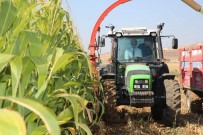 SİVAS VALİSİ - Vali Kontağı Çevirdi, Silajlık Mısır Hasadı Başladı