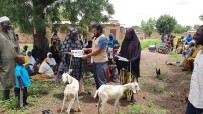 DERNEK BAŞKANI - Afrikalı Ailelere Süt Keçileri Dağıtıldı