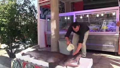Balıkçıda Sergilenen 3 Metrelik Köpek Balığı İlgi Görüyor