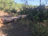 RUHSATSIZ SİLAH - Define Bulmak İçin Adeta Doğa Katliamı Yaptı