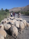 Kayıp Koyunlar Drone Yardımıyla Buldu Haberi