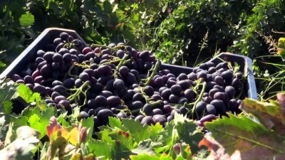 Kurutmalık Üzümler Arazilere 'Desen' Oluyor