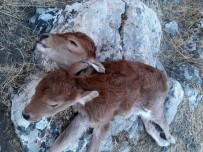 Mardin'de iki başlı buzağı görenleri şaşırttı