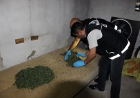 Mısır Tarlasında Kenevir Hasadı Yapıp Evlerinde Esrar Ürettiler