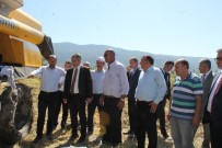DENIZ PIŞKIN - Tosya'da Pirinç Hasadı Başladı