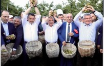 ŞENGÜL ŞAHIN - 'Fındığın Başkenti' Sloganı Tartışmaya Yol Açtı